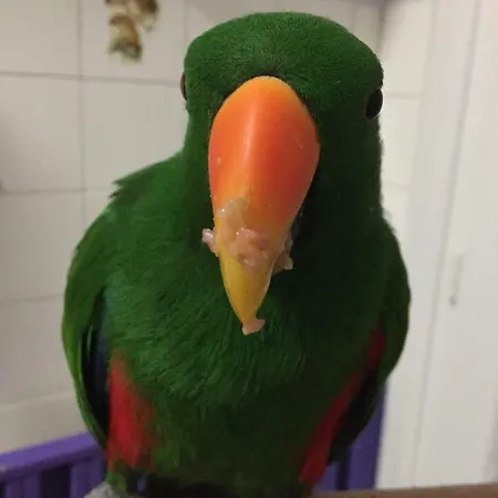 Homestay Chambre Ajaccio Ajaccio (Corsica)