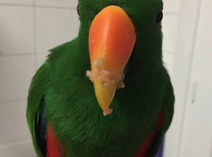 Homestay Chambre Ajaccio Ajaccio (Corsica)